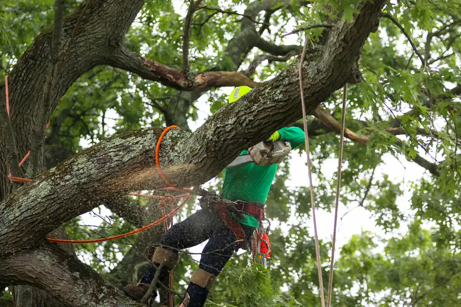 Affordable Tree Care Concord, NC Affordable Tree Care Concord, NC