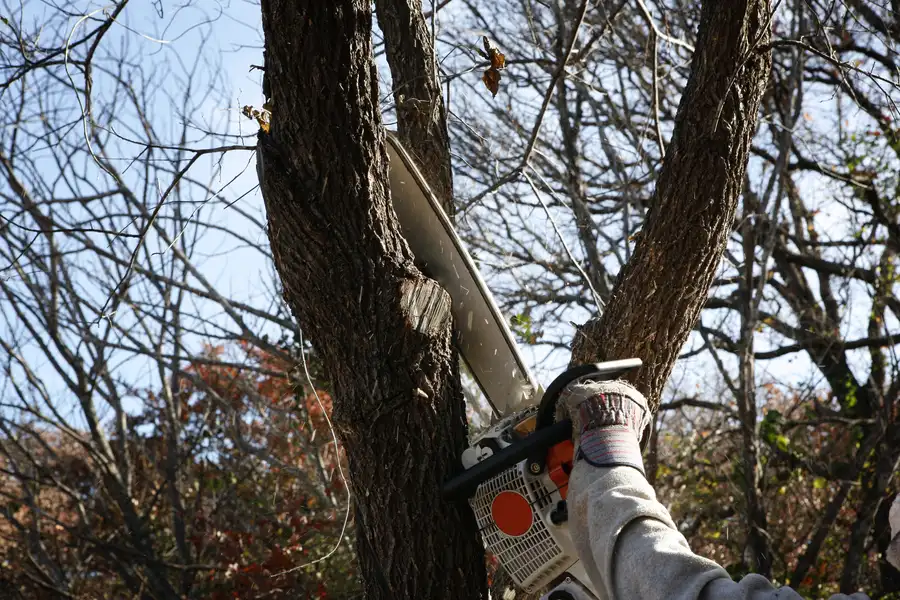 Common Risks Of Delaying Tree Removal Concord, NC Common Risks Of Delaying Tree Removal Concord, NC