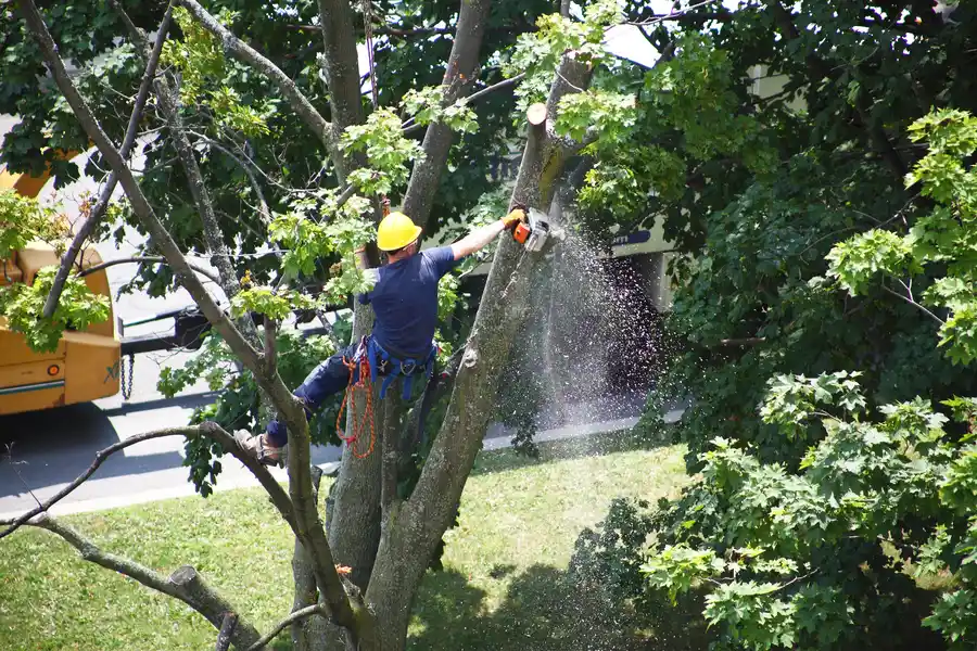 Common Risks Of Delaying Tree Removal in Concord, NC Common Risks Of Delaying Tree Removal in Concord, NC