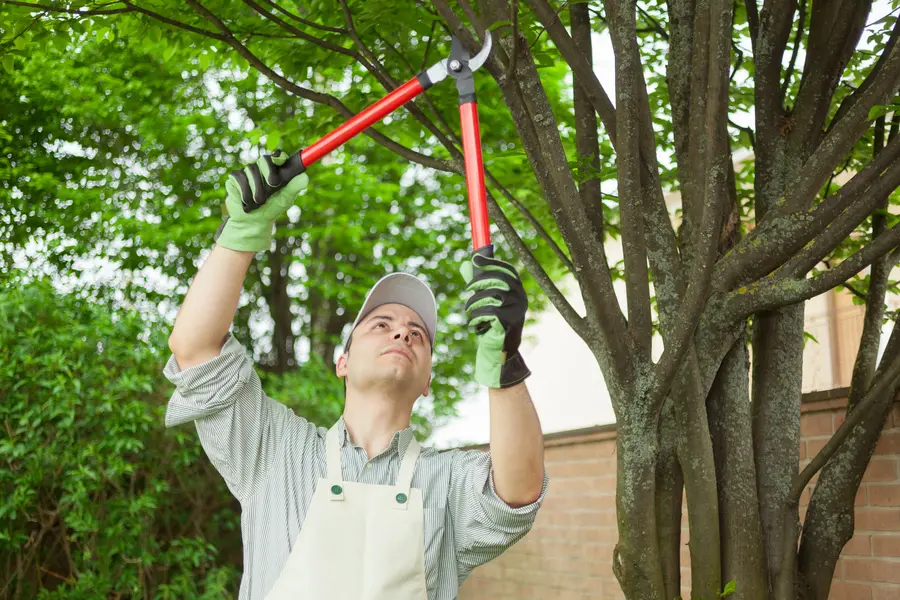 How To Identify Signs That Your Tree Needs Care Or Attention in Concord, NC How To Identify Signs That Your Tree Needs Care Or Attention in Concord, NC