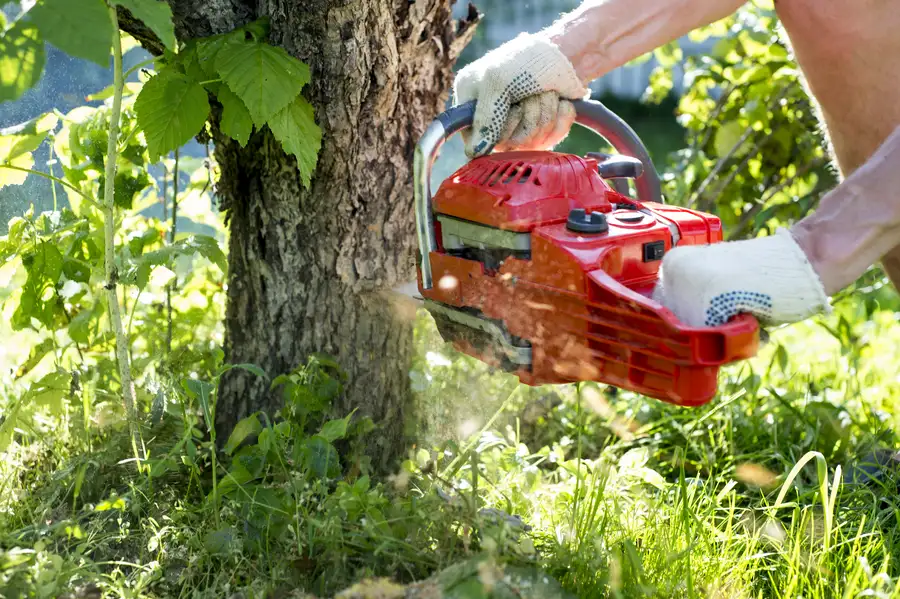 How Tree Removal Improves Safety in Concord, NC How Tree Removal Improves Safety in Concord, NC