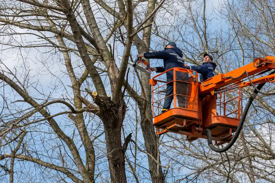 Professional Tree Removal Concord, NC Professional Tree Removal Concord, NC