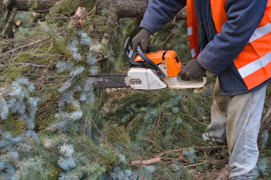Reliable Tree Removal Concord, NC Reliable Tree Removal Concord, NC
