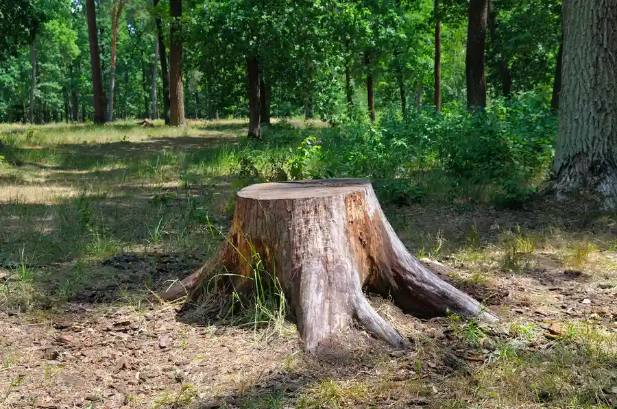 The Step-by-step Process Of Professional Stump Removal Concord, NC The Step-by-step Process Of Professional Stump Removal Concord, NC
