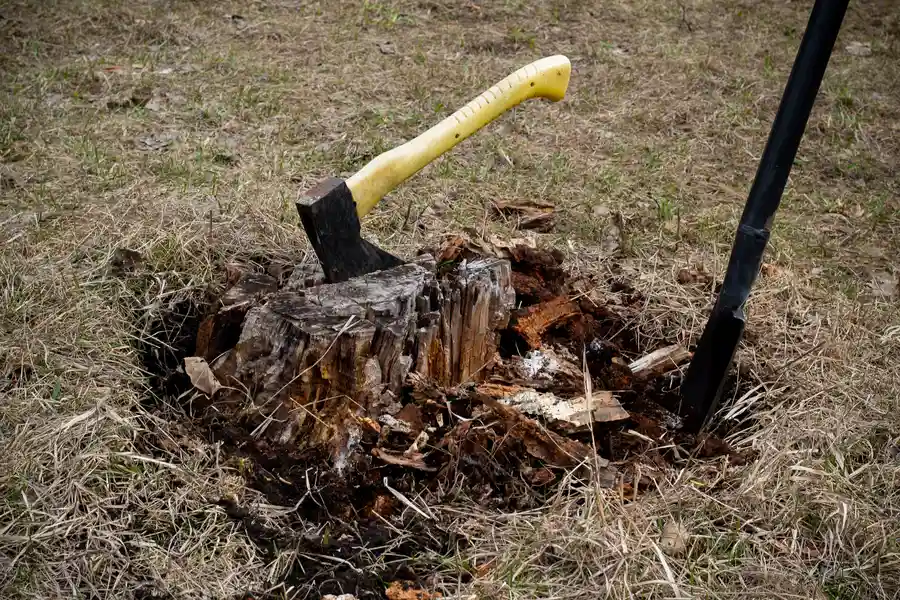 What To Know Before Scheduling A Stump Removal Service Concord, NC What To Know Before Scheduling A Stump Removal Service Concord, NC